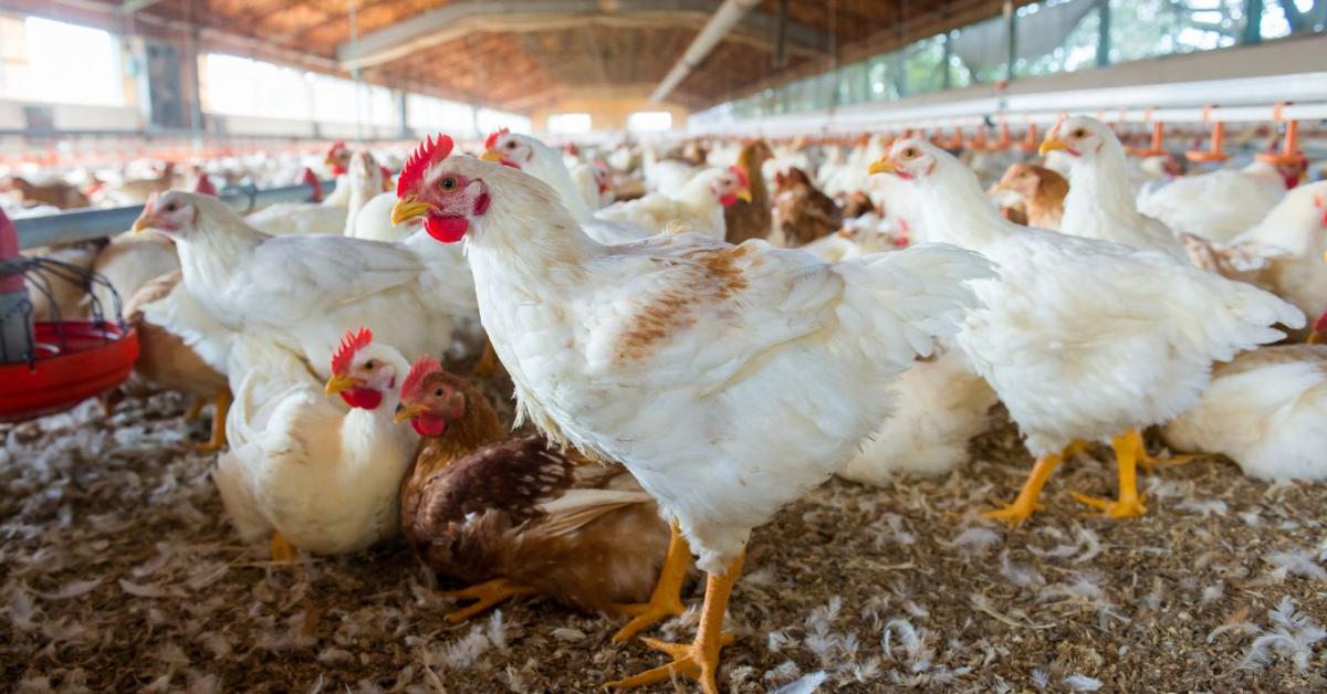 Két tűz között a hazai baromfipiac Két tűz között a hazai baromfipiac