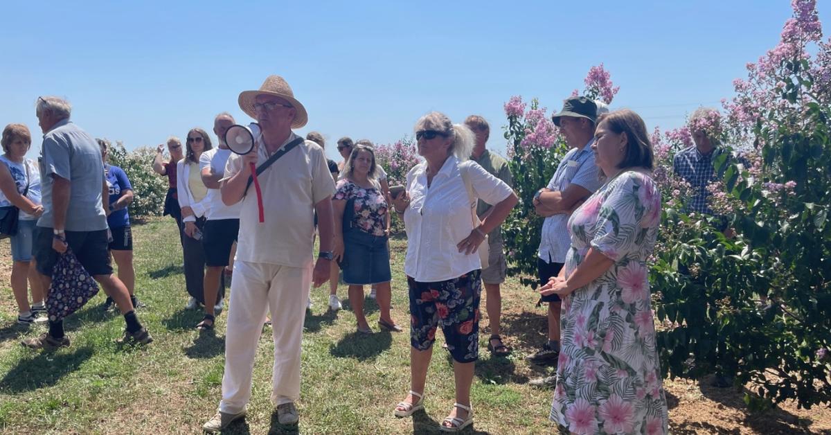 Ha ilyen nyarak jönnek, ez a növény lehet a hazai faiskolák új aranybányája Ha ilyen nyarak jönnek, ez a növény lehet a hazai faiskolák új aranybányája