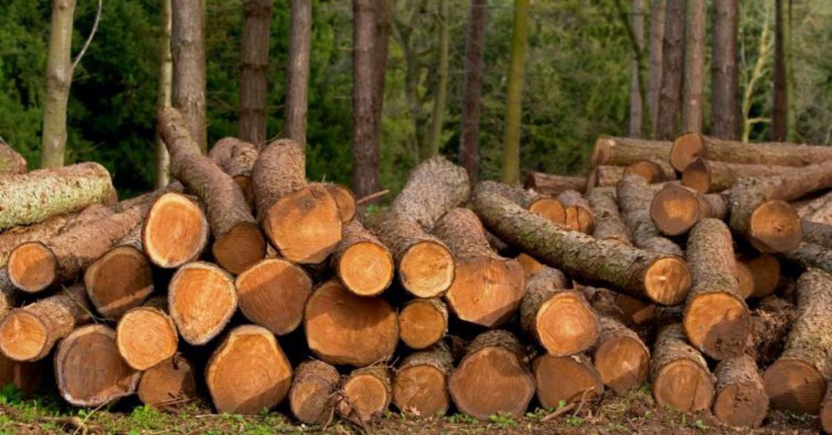 Új intézkedés a tűzifaellátásban: ez a bejelentés ezreket érinthet