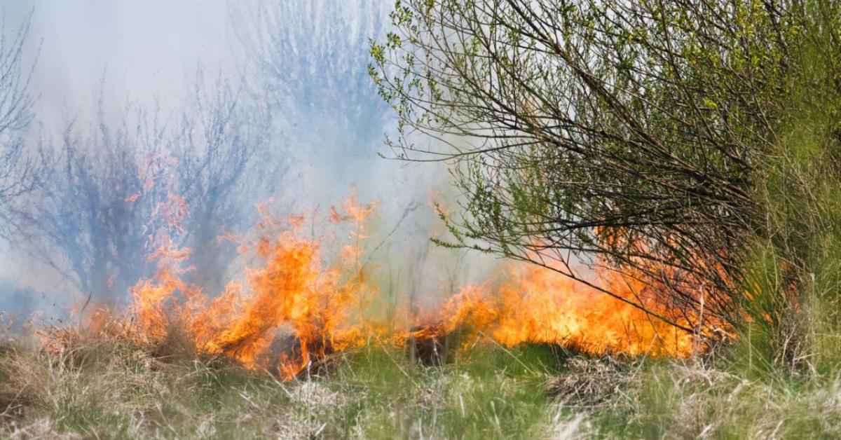 Döbbentes statisztikát közöltek a magyarországi vegetációtüzekről Döbbentes statisztikát közöltek a magyarországi vegetációtüzekről