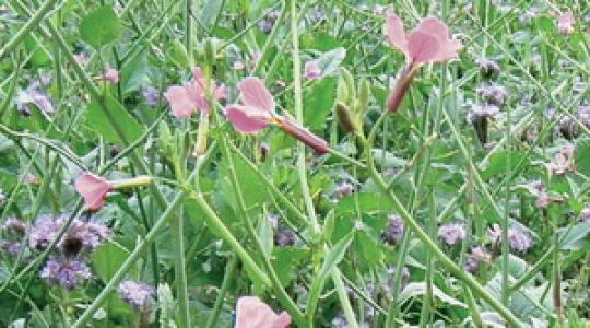 VITERRA – a köztesnövény vetőmagkeverékek csúcsa (+80 €/ha támogatás) VITERRA – a köztesnövény vetőmagkeverékek csúcsa (+80 €/ha támogatás)