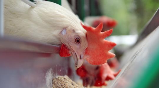 Agrifirm: tápok a sikerhez (+videó)