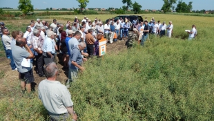 Milyen irányba tartanak a hibridek?
