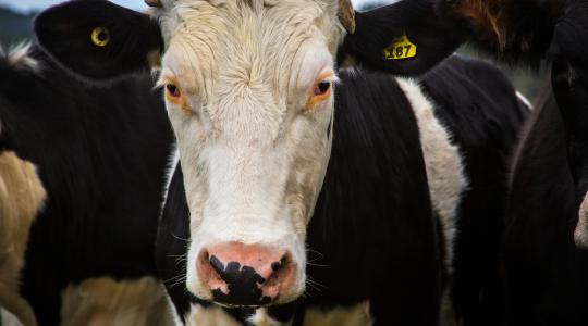 Klónozás – tovább szigorítja a tiltást az EU