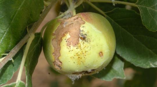 Figyeljünk az almailoncára Figyeljünk az almailoncára