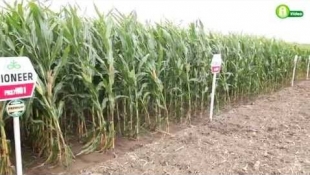 Pioneer Portfolio Farm 2014 - kukorica, repce és napraforgó szántóföldi bemutató