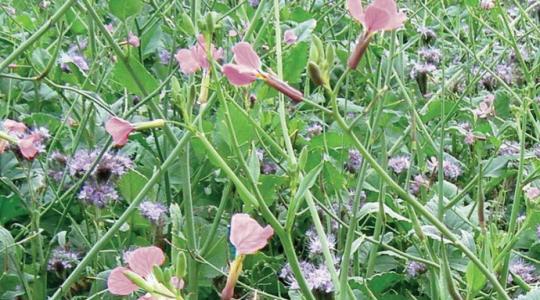 viterra. A köztesnövény-vetőmagkeverékek csúcsa. viterra. A köztesnövény-vetőmagkeverékek csúcsa.