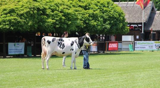 Alltech Hungary Kft.: Szakmai támogatás a tejelő szarvasmarha-ágazatnak