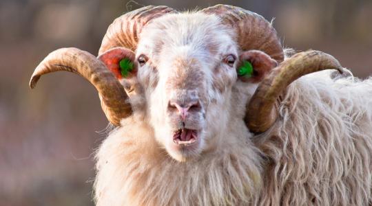 Ilyet is csak egy gazda láthat! – Amikor a birka vicces füvet legel (+Videó!)