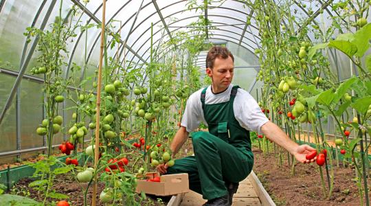 Pénz lenne, de nincs ember: Egyre jobban hiányoznak az agráriumból a munkáskezek