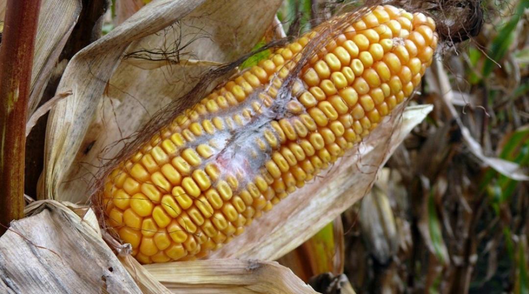 Az enyhe tél és a szántás nélküli művelés a kukoricamoly pártján áll