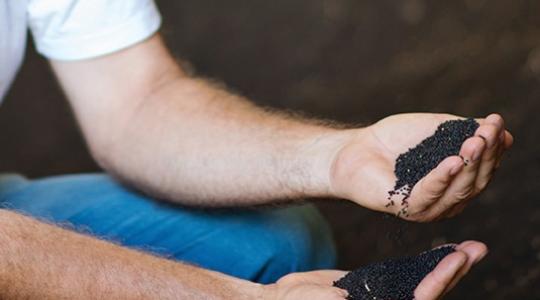 Kiemelkedő eredmény repcében a Phylazonittal