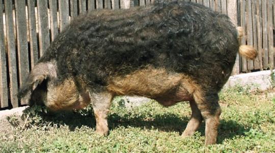 A mangalica úgy is jó, ha fekete (+Videó)