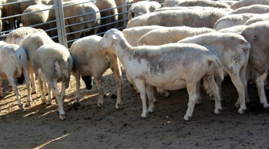 Bemutatkozott a szapora merinó és a magyar szőrös