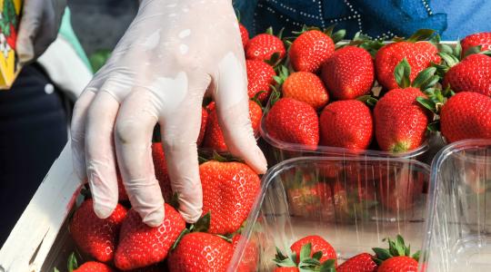 Lasszóval kell munkást fogni a betakarításra