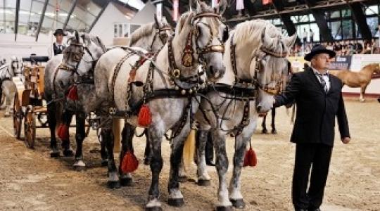Csütörtöktől ismét az állatoké a főszerep Kaposváron