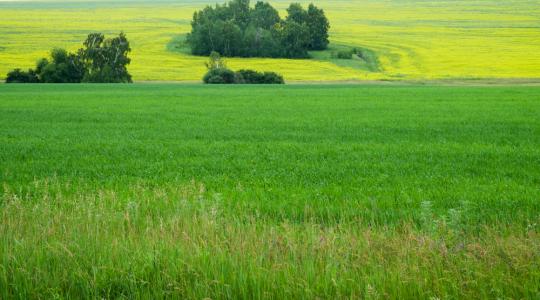 Idén változnak a termeléshez kötött támogatások és a zöldítés is