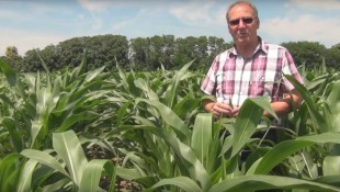 Eredményesen a talajlakó kártevők ellen
