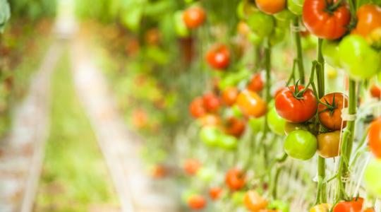 Az abszolút friss zöldség az, amit a szupermarketben termesztenek