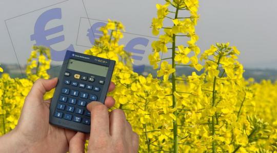 RAPOOL aktuális: a repcemag árának várható változása és értékesítési stratégiák