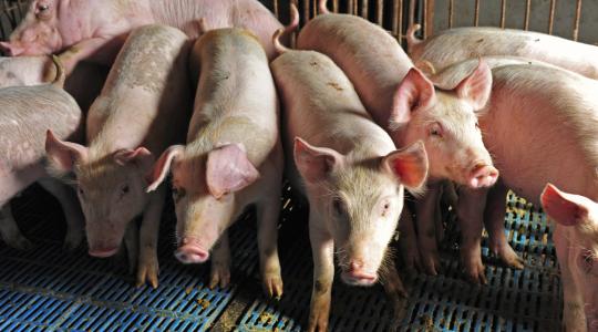 Történelmi mélyponton a sertésállomány – mi hozhat változást?