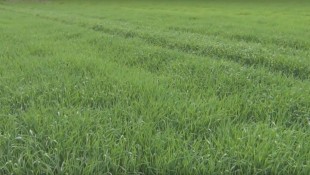 Fagytól stresszes árpa kezelése