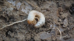 Komplex megoldás talajlakó kártevők ellen