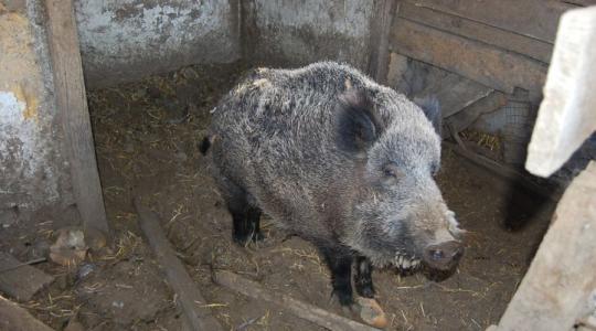 Elfogták a bedrogozott orvvadászt