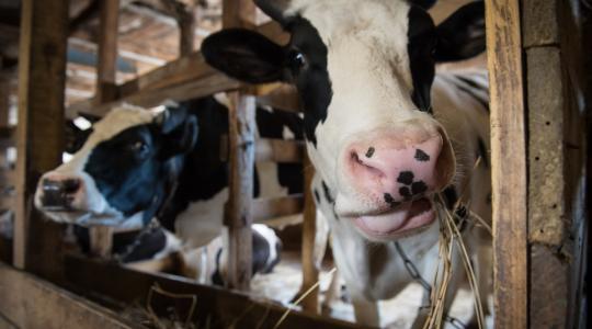 A környezetterhelés miatt kell levágni 60 ezer fejőstehenet