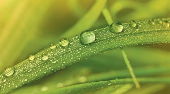 Fenoxiherbicidek a növényvédelemben