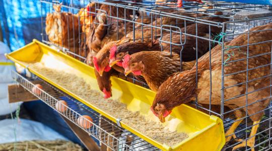 Új búzafajták segíthetik a baromfiállomány egészségesebb fejlődését 
