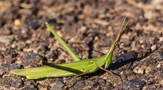 Ehető sáskák – barátkozzunk a gondolattal
