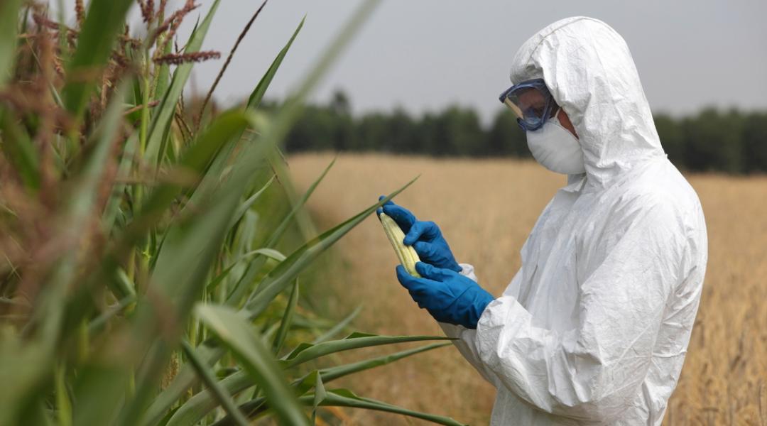 Van engedmény a GMO-nál, vagy mégsem?