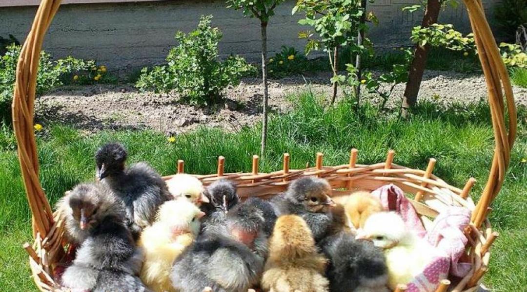 Keltetni márpedig mindenki tud – és ezt be is bizonyítjuk! 