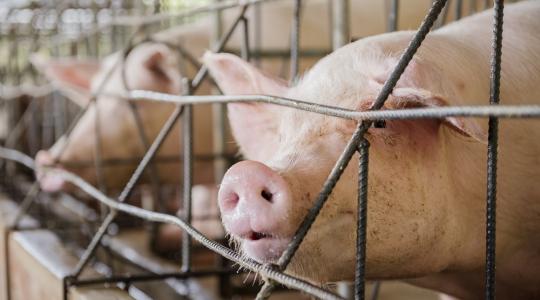 A közös sertésértékesítést ösztönözné az agrártárca