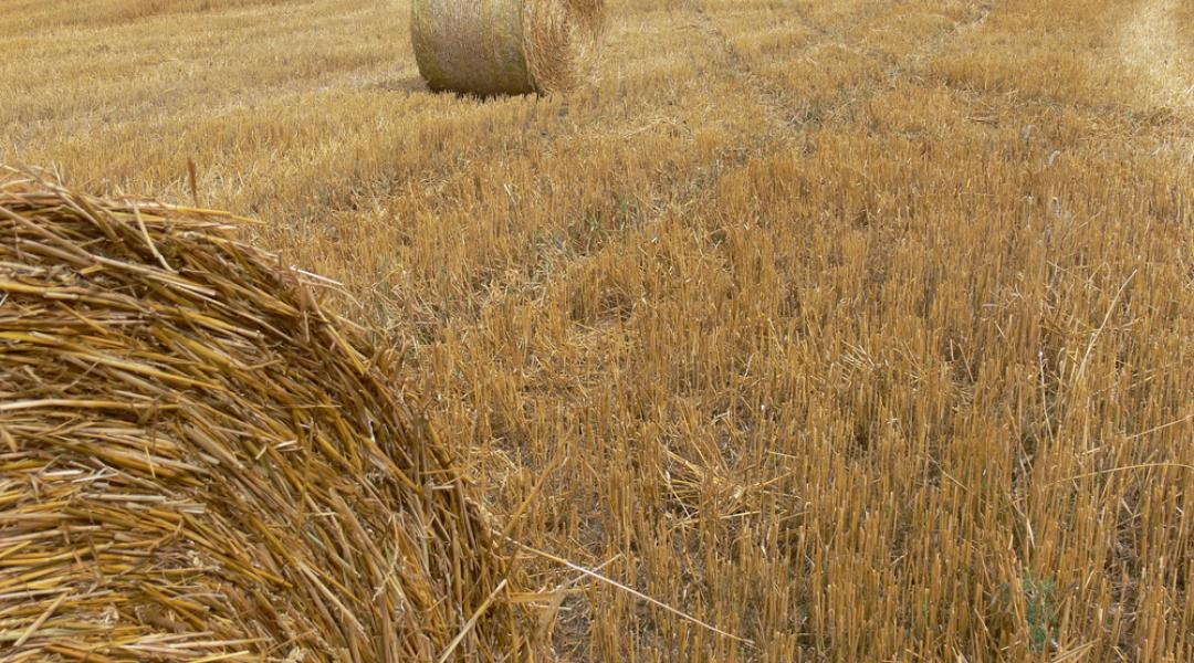 A mezőgazdasági hulladék igazi aranybánya lehet