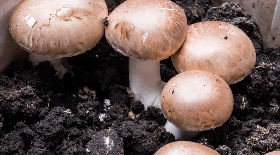 Tudtad, hogy az istállótrágya nagyszerűen helyettesíthető letermett gombakomposzttal?