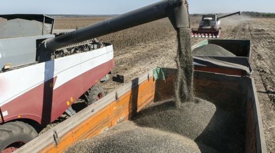 Oroszország napraforgó exportja rekordmagasságba emelkedett 