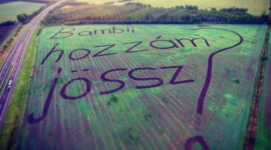 Precíziós leánykérés a repce árvakelésben (+Képek!)