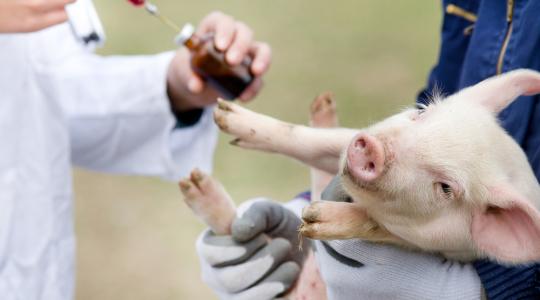 Vírusok gyógyítanak antibiotikumok helyett