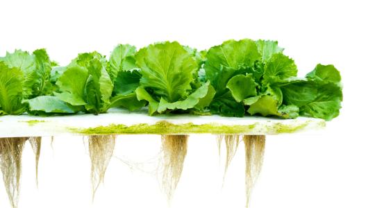 A növénytermesztéshez a közeljövőben még föld se kell