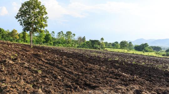 Folyamatosan csökken a magyar talajok termőképessége