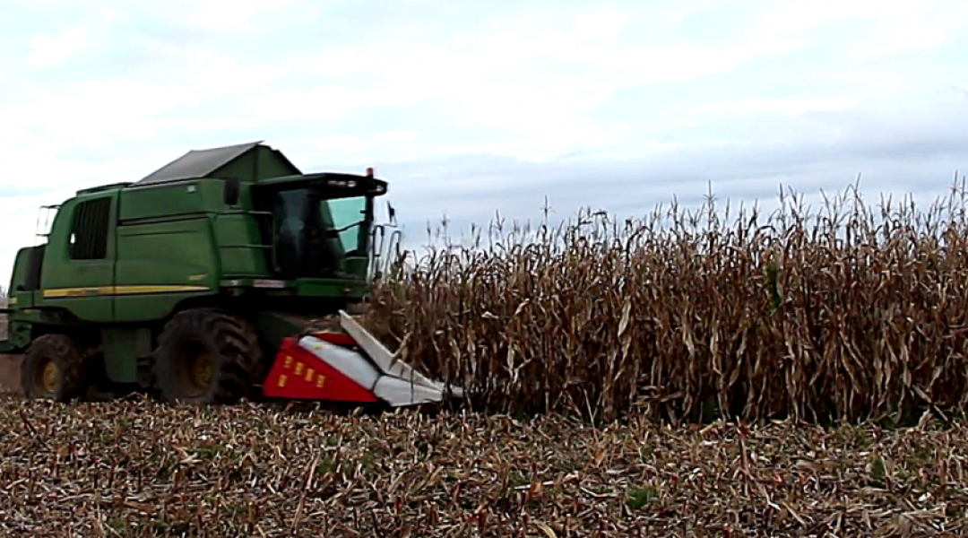 Syngenta Batanga: Még nagyobb kukoricahozam, kedvezőtlen adottságú területen is! (+Videó!)