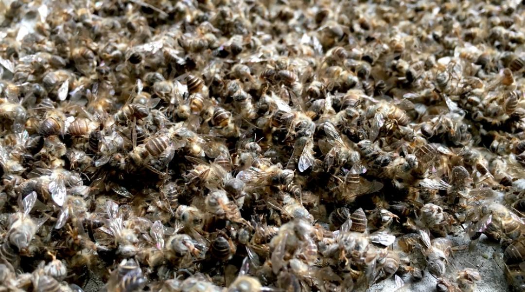 Végre tudományos bizonyíték született a neonikotinoidok hatásáról