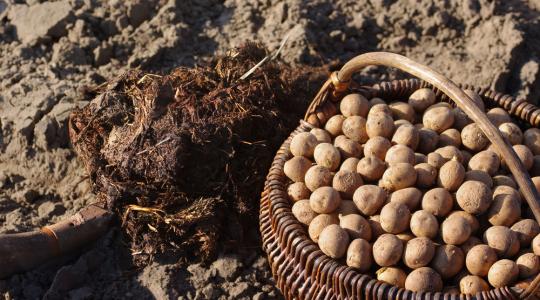Réz-szermaradványokat találtak a bioburgonyában
