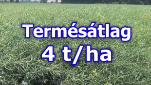 Mivel kezeljük ősszel a repcét? 