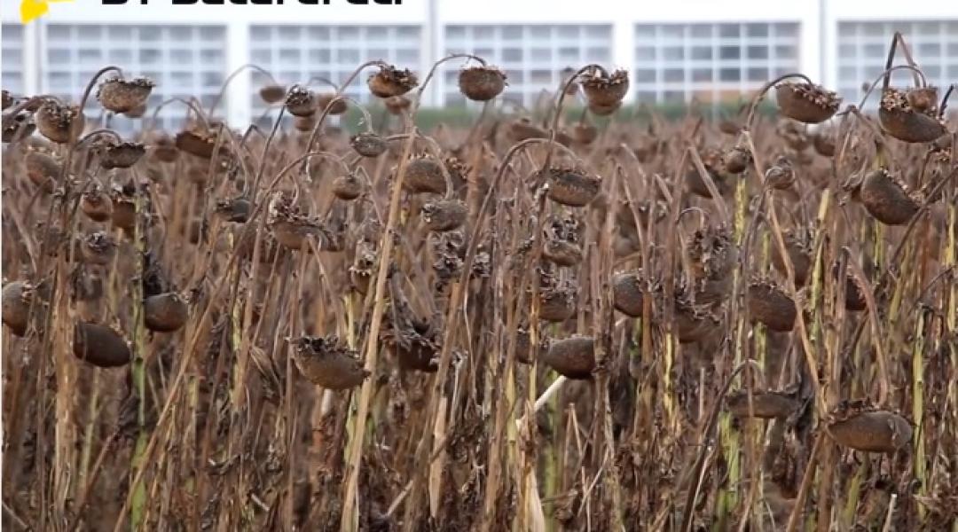 Syngenta Bacardi: Az új napraforgóhibrid előnyei gazda-szemmel (+Videó!)