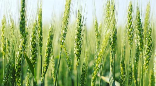 Előadás – Precíziós nemesítés mint biogazdálkodási innováció