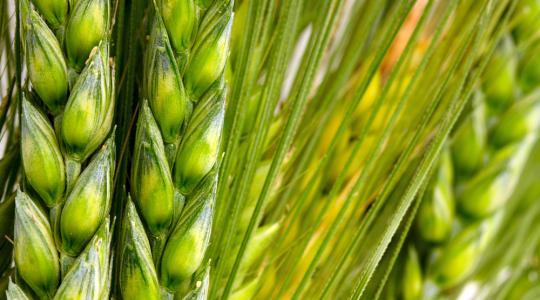 Óriásfarm Oroszországban angol közreműködéssel
