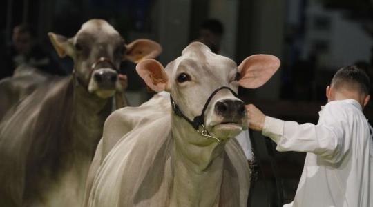FIERAGRICOLA – mezőgazdasági és állattenyésztési szakkiállítás 